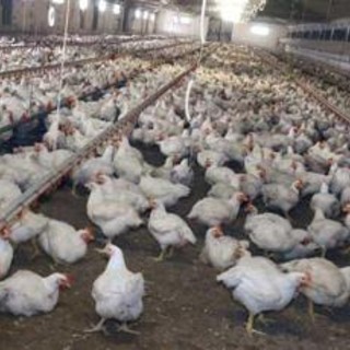 Meglio il pollo con pelle bianca o gialla? L'allevatore sfata un falso mito