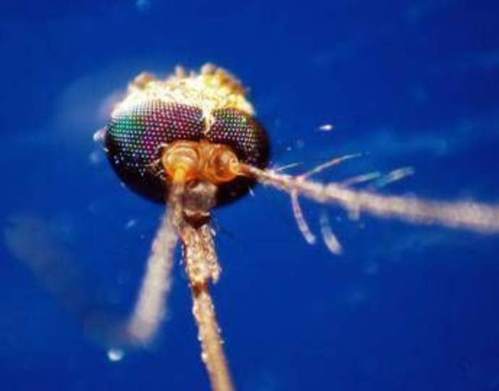 Dalla Dengue al West Nile, quale zanzara le trasmette: come riconoscerle