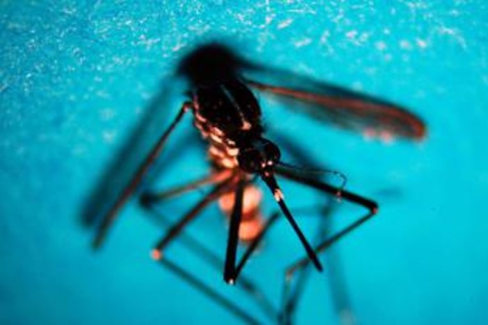 West Nile, caso di encefalite a Napoli. Rezza: "Sorveglianze bloccate, serve soluzione"