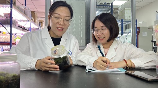 Cina, scoperta la pianta desertica “più resistente” anche nello spazio Cina, scoperta la pianta desertica “più resistente” anche nello spazio