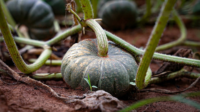 La zucca di Piozzo diventa Presidio Slow Food La zucca di Piozzo diventa Presidio Slow Food