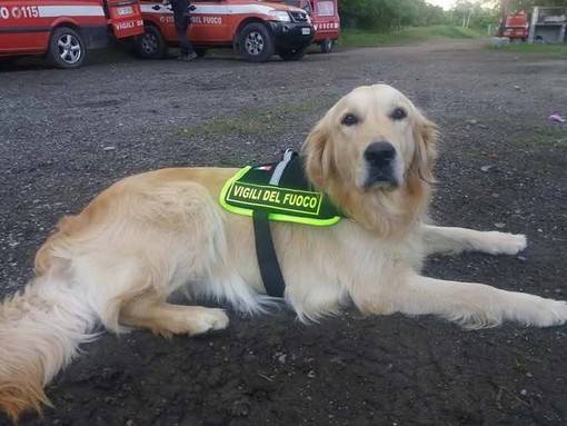 È morta Zoe, la cagnolina dei vigili del fuoco che cercò i dispersi al ponte Morandi
