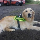 È morta Zoe, la cagnolina dei vigili del fuoco che cercò i dispersi al ponte Morandi