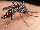 Imperia, il Comune prevede misure per il contenimento di infestazioni da zanzare